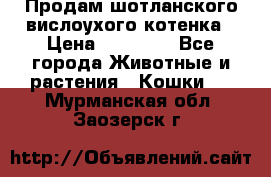 Продам шотланского вислоухого котенка › Цена ­ 10 000 - Все города Животные и растения » Кошки   . Мурманская обл.,Заозерск г.